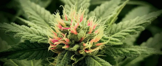 Meet Marie-Eve Tremblay, grower at Broken Coast Cannabis