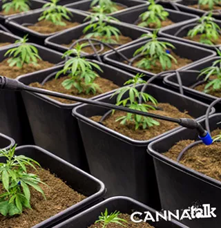 6 Ways To Stress Your Cannabis Plants For Higher Potency And Yield