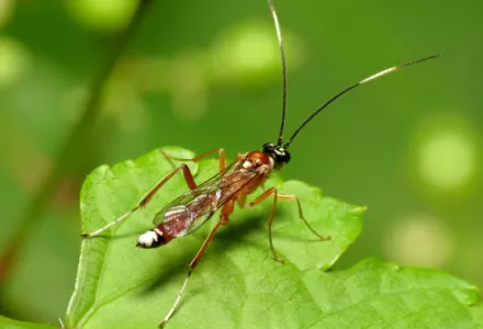 Parasitic wasps: Part 1 - Pests & Diseases