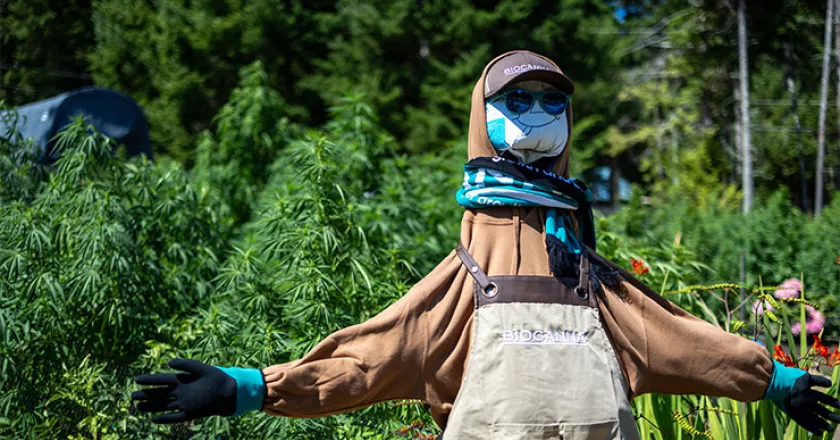 Industry Spotlight: West Coast Weedery & BIOCANNA
