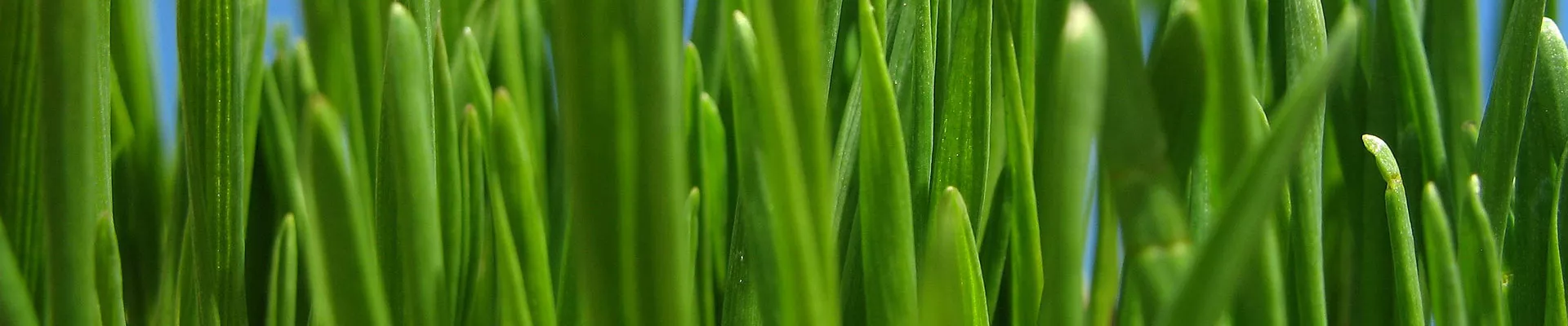 Barley grass - Grow it yourself