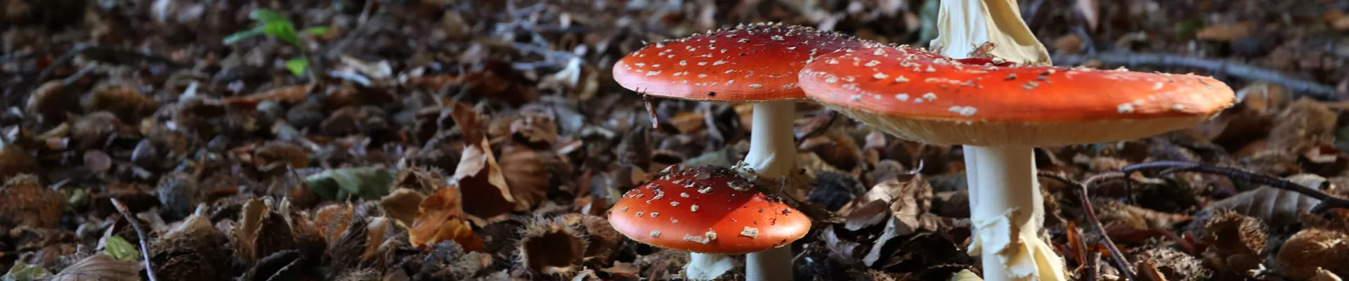 Fungus: kingdom of the fluffies