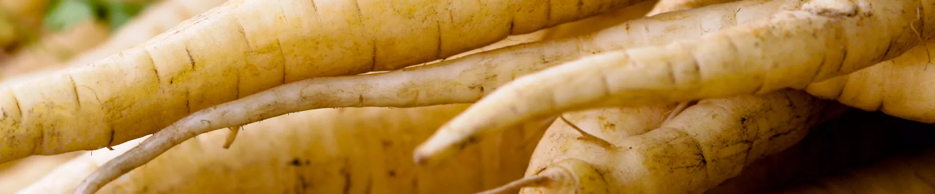 Parsnips – Grow it yourself