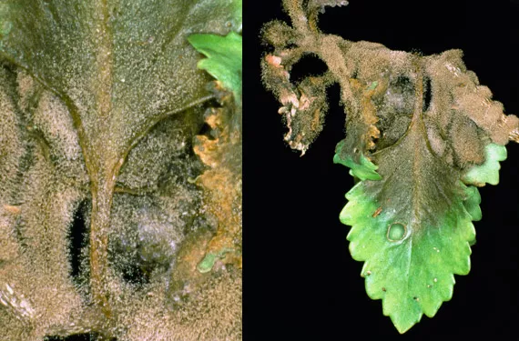 Botrytis Cinerea: a highly infectious crop killer