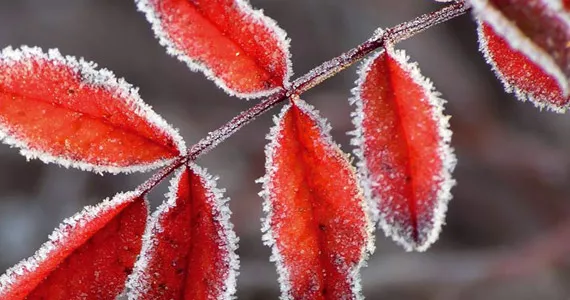 The most occurring forms of plant stress