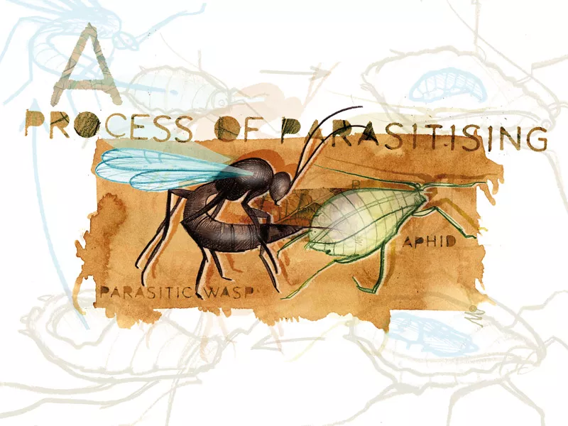 Parasitic wasps: Part 2 - Pests & Diseases