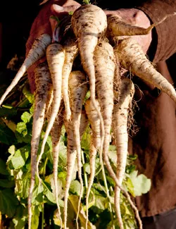 Parsnips – Grow it yourself