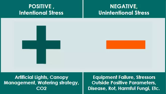 6 Ways To Stress Your Cannabis Plants For Higher Potency And Yield