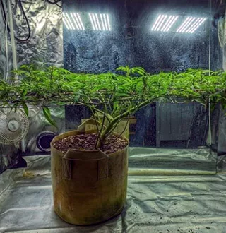 6 Ways To Stress Your Cannabis Plants For Higher Potency And Yield