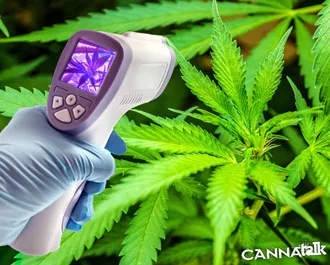 6 Ways To Stress Your Cannabis Plants For Higher Potency And Yield