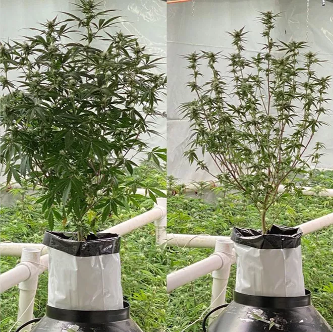 Canopy Management: Cannabis Experts Answer 5 Major Questions