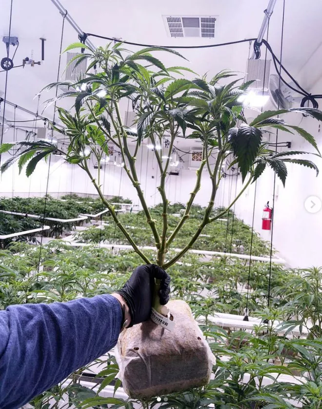 Canopy Management: Cannabis Experts Answer 5 Major Questions