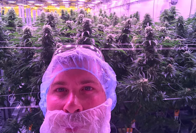 (Alex hard at work in the grow room)