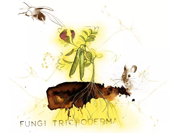 Microorganisms associated with plants