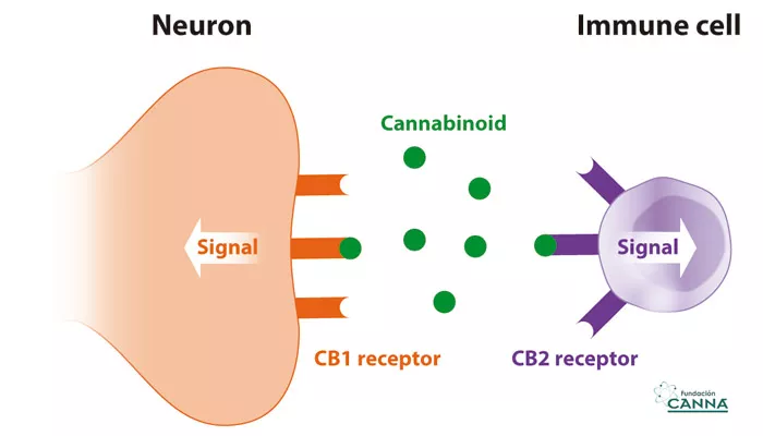 Traditional plants that engage the endocannabinoid system and their medicinal potential