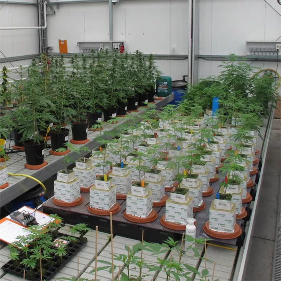Integrated Pest Management For Cannabis