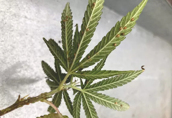 Integrated Pest Management For Cannabis