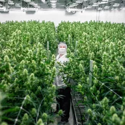 Industry insights: How To Grow Quality Cannabis