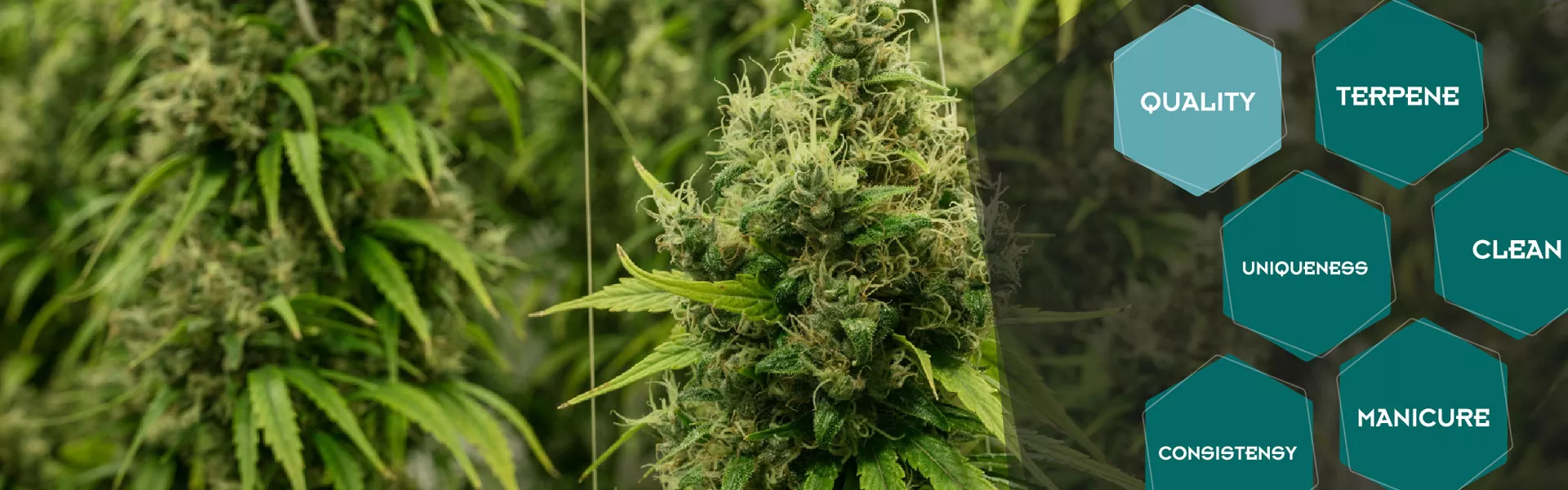 Industry insights: How To Grow Quality Cannabis