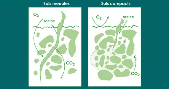 Réflexions sur l’arrosage des plantes