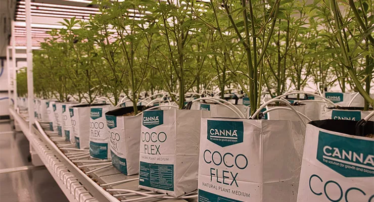 Growing Together: MicroCannabi's Successful Partnership with CANNA