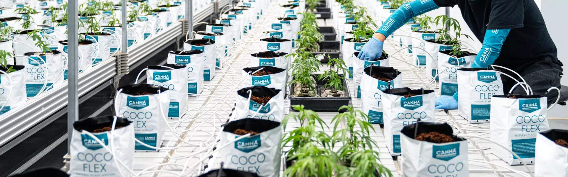 Cultivating Excellence: Green Karat's Journey with CANNA | CANNA