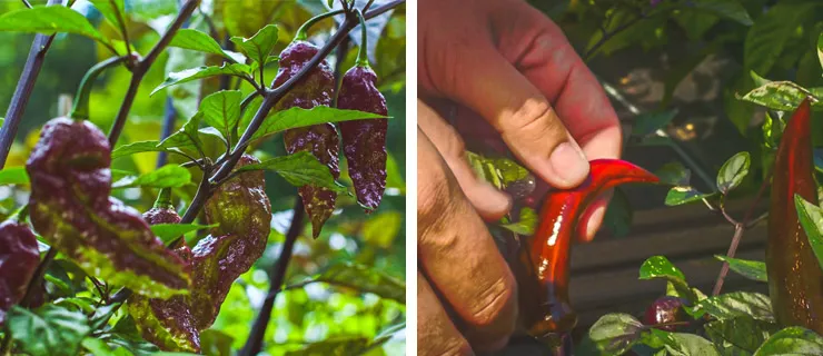 MEET Mike & Laura, owners of the Pepper Merchant