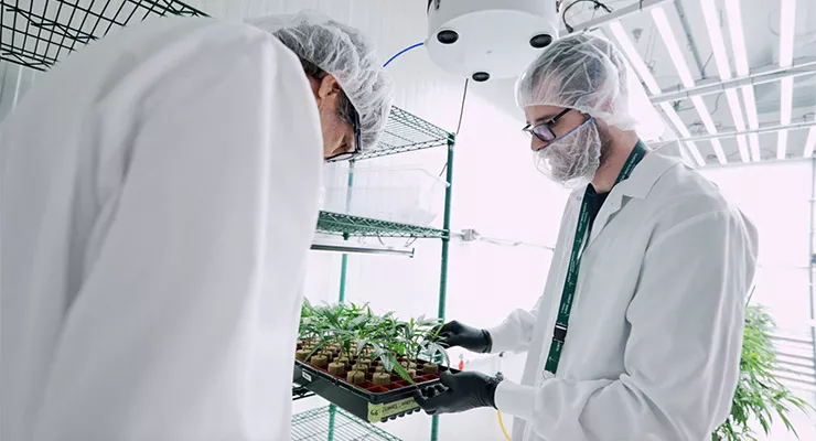 Cultivating Consistency: How Great White North Growers Scaled 514 Cannabis with CANNA Nutrients