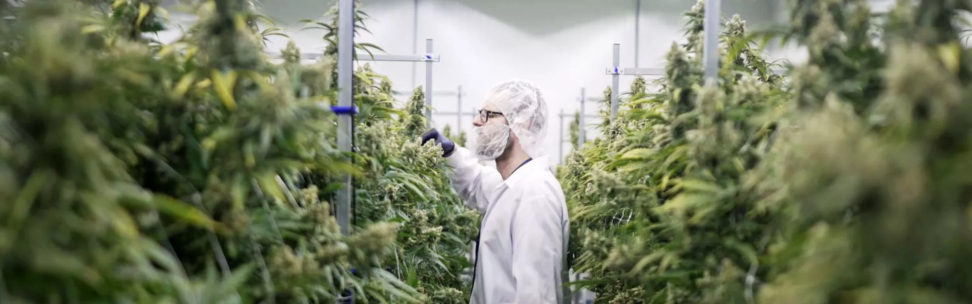 Cultivating Consistency: How Great White North Growers Scaled 514 Cannabis with CANNA Nutrients