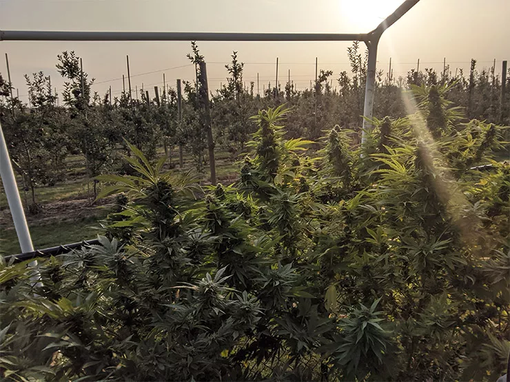 MEET the Grower: Jen Capobianco, Toronto, Ontario