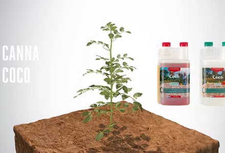 CANNA Coco Brick | CANNA CANADA