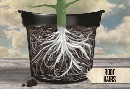 Healthy Root System
