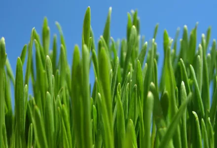 Barley grass - Grow it yourself