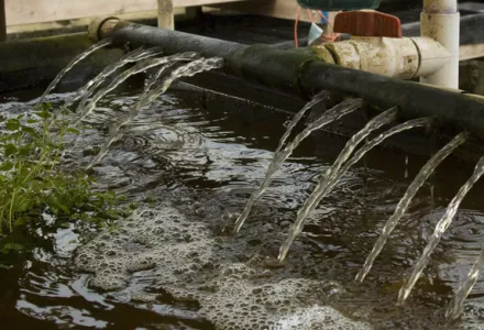 Growing with aquaponics