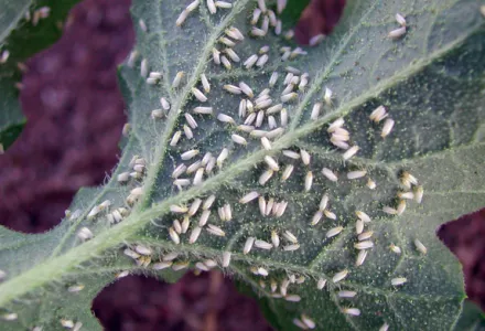 CANNA pests & diseases guide