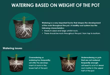 Watering guide