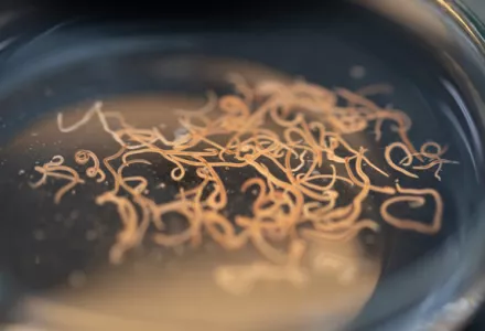 Roundworms (Nematodes) and their impact on crops