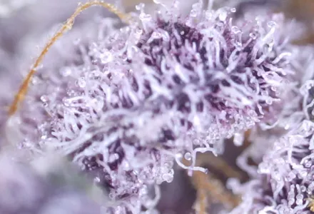 6 Ways To Stress Your Cannabis Plants For Higher Potency And Yield