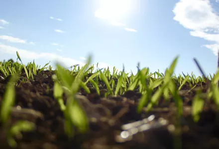 Impact of Medium Quality on Harvested Crop Content and Quality