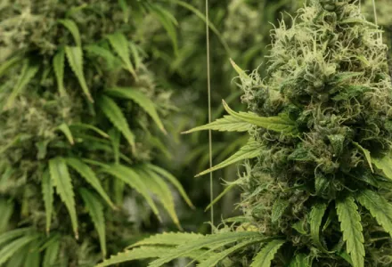 Industry insights: How To Grow Quality Cannabis