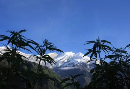 Towards a better quality of cannabis products