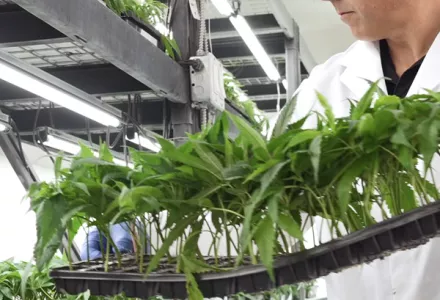 Enhancing Cannabis Cultivation: A Lifecycle Botanics & CANNA Collaboration