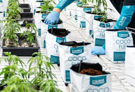 Cultivating Excellence: Green Karat's Journey with CANNA