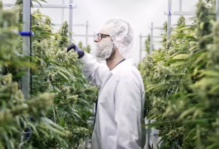 Cultivating Consistency: How Great White North Growers Scaled 514 Cannabis with CANNA Nutrients
