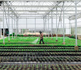 3 Key Cultivation Insights from Canadian Lead Growers