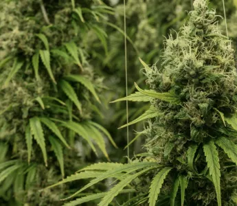 Industry insights: How To Grow Quality Cannabis