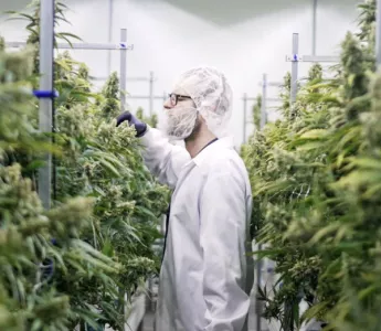 Cultivating Consistency: How Great White North Growers Scaled 514 Cannabis with CANNA Nutrients